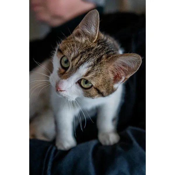 Znaleziono kota, Białystok, 12 września 2024 (2/5)