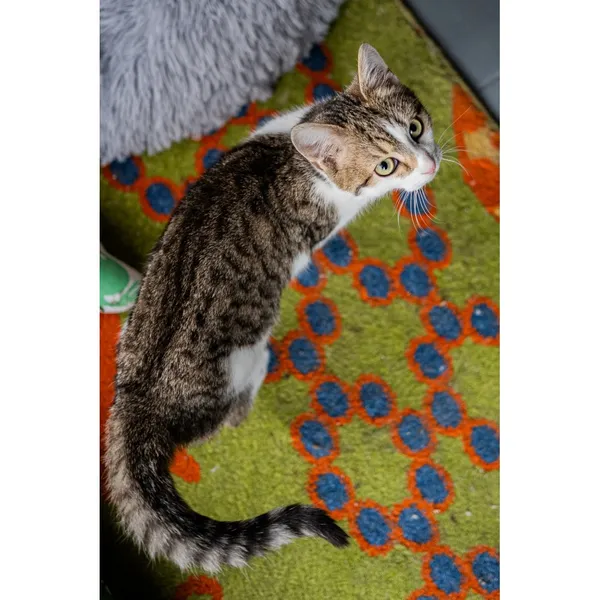 Znaleziono kota, Białystok, 12 września 2024 (3/5)