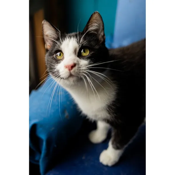 Znaleziono kota, Białystok, 20 sierpnia 2024 (2/5)