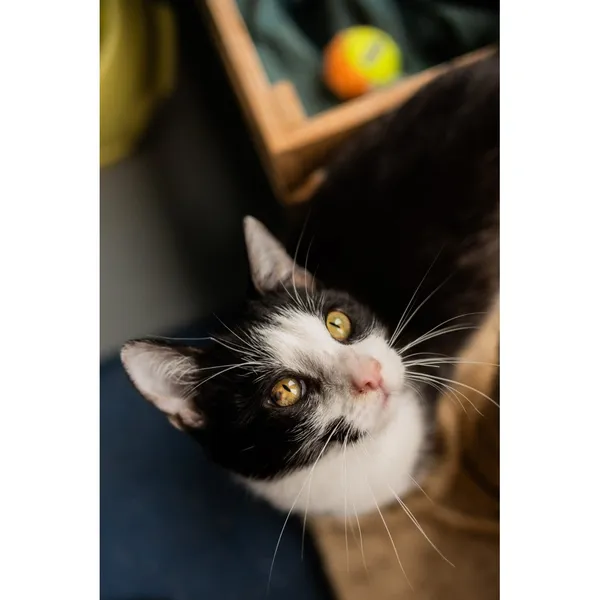 Znaleziono kota, Białystok, 20 sierpnia 2024 (3/5)