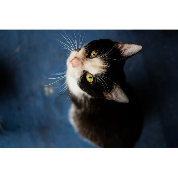 Znaleziono kota, Białystok, 20 sierpnia 2024 (4/5)