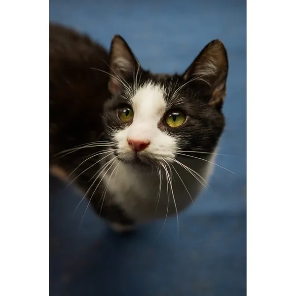 Znaleziono kota, Białystok, 20 sierpnia 2024 (5/5)