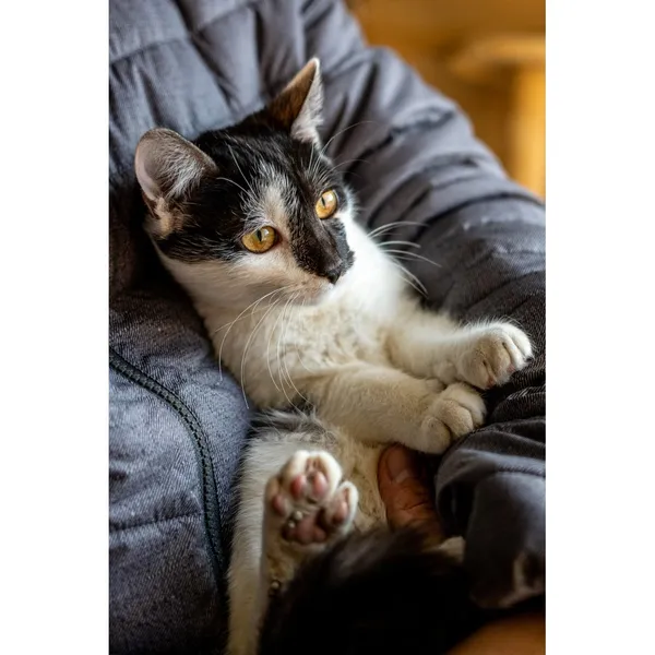 Znaleziono kota, Białystok, 15 października 2024 (2/5)