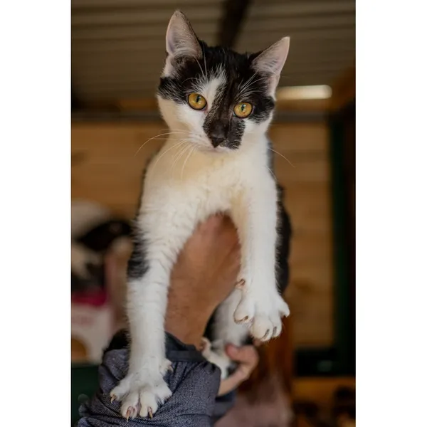 Znaleziono kota, Białystok, 15 października 2024 (3/5)