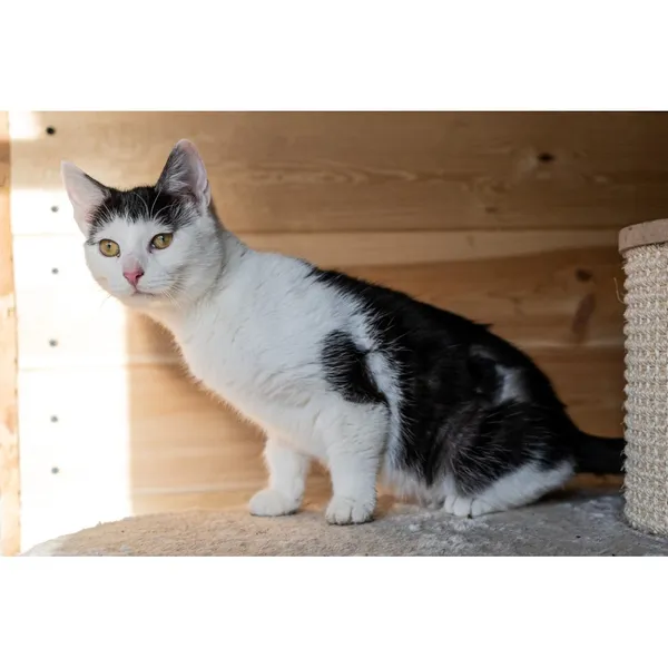 Znaleziono kota, Białystok, 15 października 2024 (1/4)