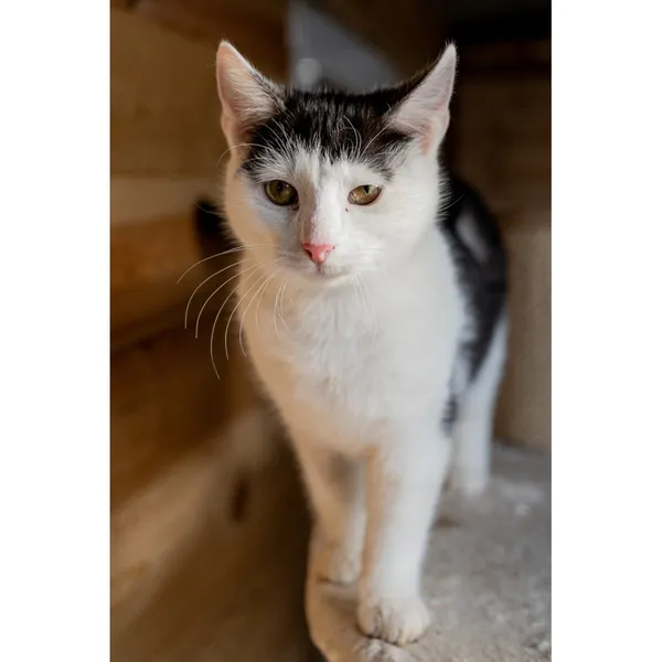 Znaleziono kota, Białystok, 15 października 2024 (2/4)