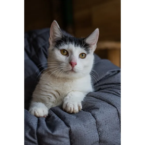 Znaleziono kota, Białystok, 15 października 2024 (3/4)