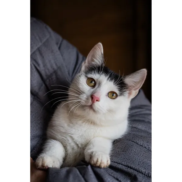 Znaleziono kota, Białystok, 15 października 2024 (4/4)