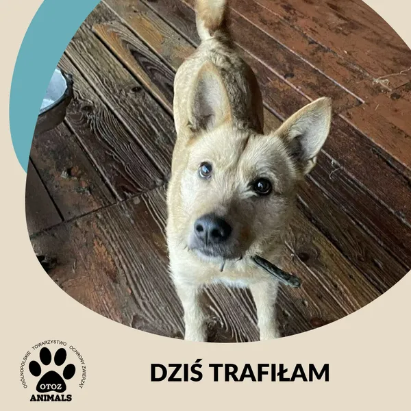 Znaleziono psa, Dąbrówka, 16 grudnia 2024