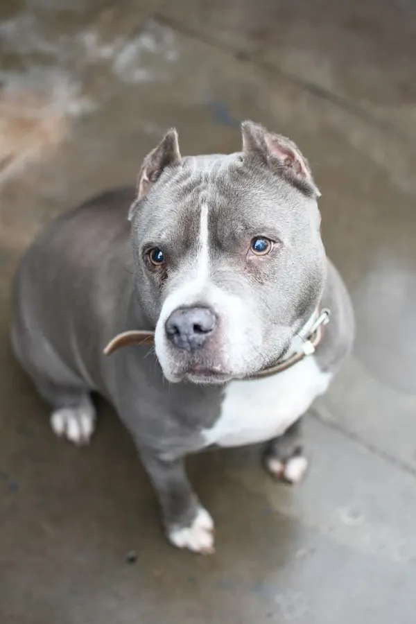 Pies do adopcji, Tychy, 12 lipca 2024