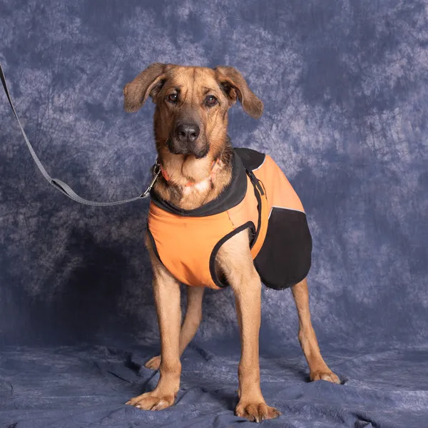 Pies do adopcji, Gdańsk, 16 lutego 2024