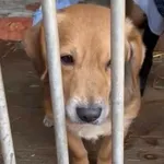 Kot do adopcji