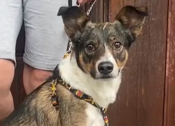 Kot do adopcji, Głowno, 16 lipca 2025 (2/4)