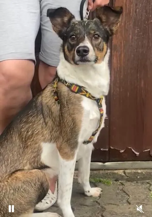 Kot do adopcji, Głowno, 16 lipca 2025 (4/4)