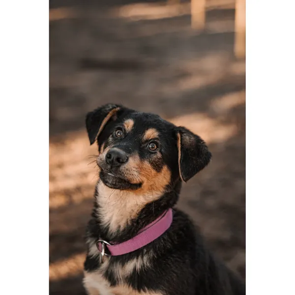 Znaleziono psa, Białystok, 5 grudnia 2024 (1/5)