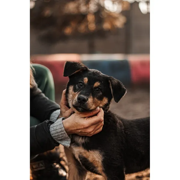 Znaleziono psa, Białystok, 5 grudnia 2024 (2/5)