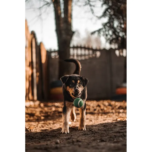 Znaleziono psa, Białystok, 5 grudnia 2024 (3/5)