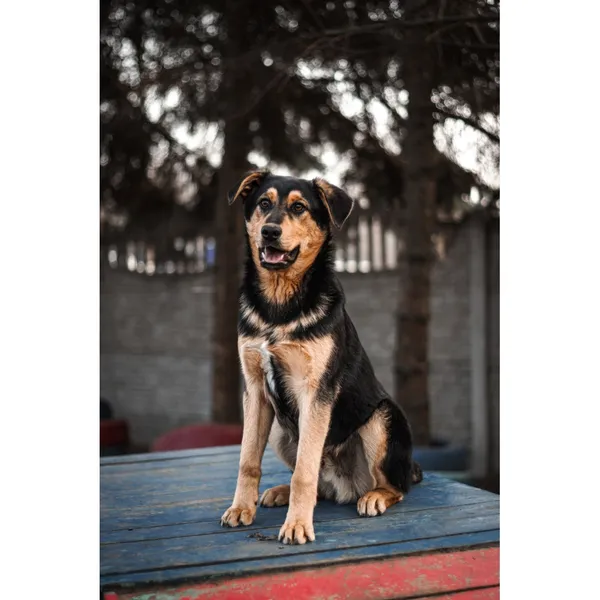 Znaleziono psa, Białystok, 5 grudnia 2024 (5/5)