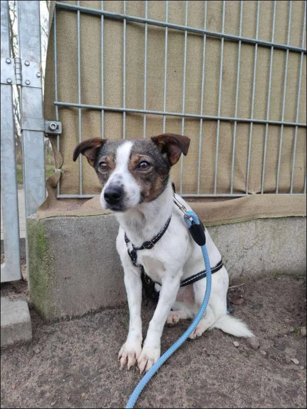 Znaleziono psa, Grudziądz, 22 czerwca 2023