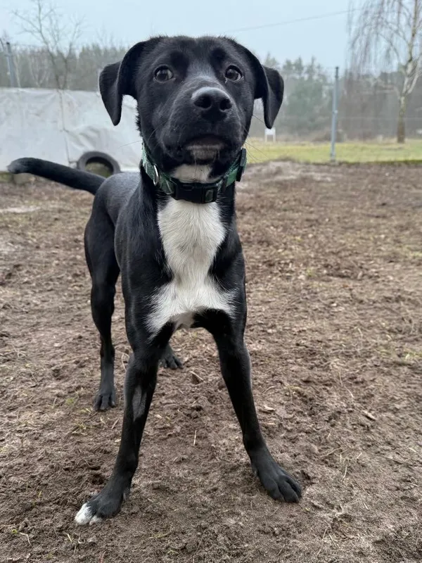 Pies do adopcji, Włocławek, 19 grudnia 2024 (1/5)