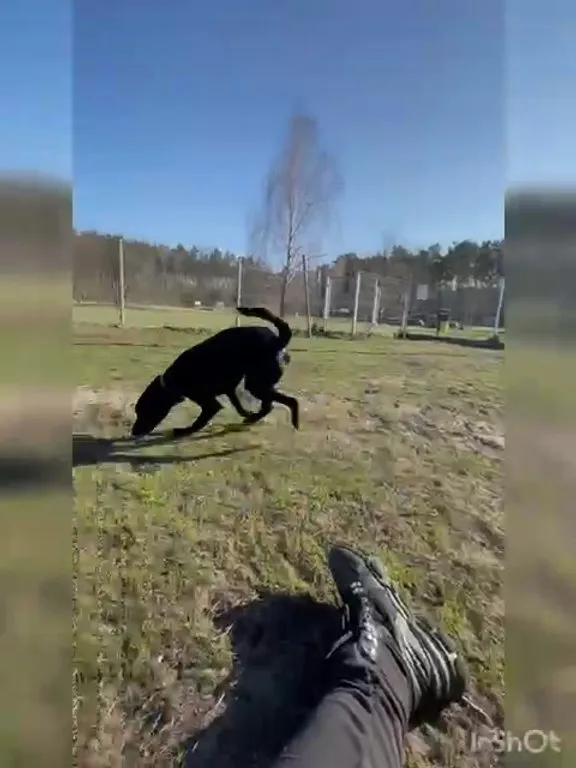 Pies do adopcji, Włocławek, 19 grudnia 2024 (2/5)