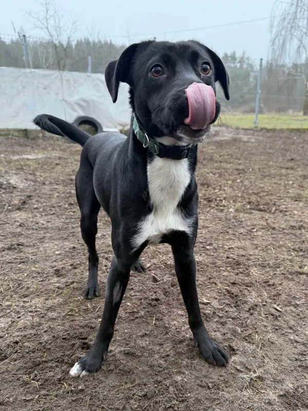 Pies do adopcji, Włocławek, 19 grudnia 2024 (3/5)