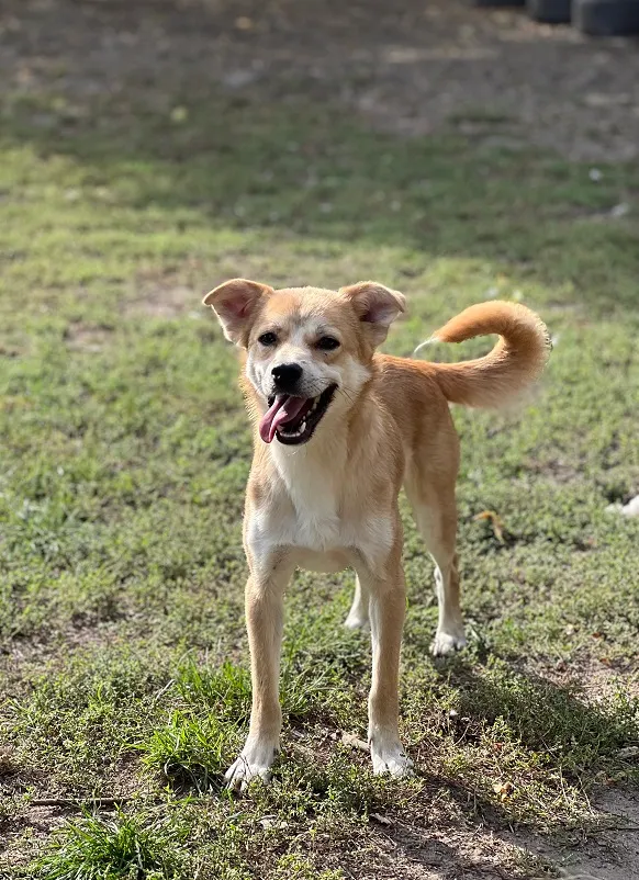 Pies do adopcji, Bydgoszcz, 19 grudnia 2025 (1/5)