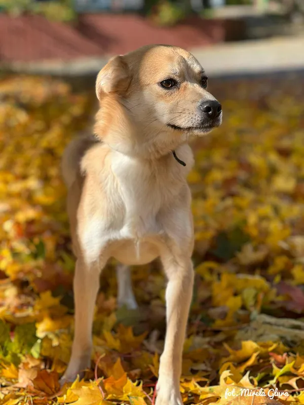 Pies do adopcji, Bydgoszcz, 19 grudnia 2025 (2/5)