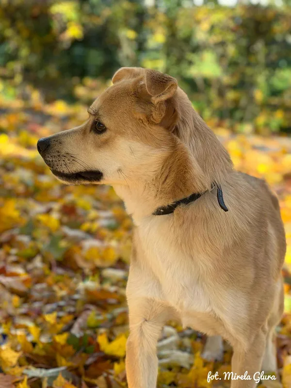 Pies do adopcji, Bydgoszcz, 19 grudnia 2025 (4/5)