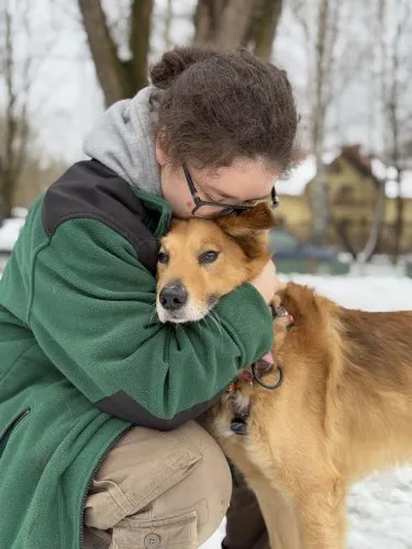 Pies do adopcji, Kraków, 4 grudnia 2024 (1/5)