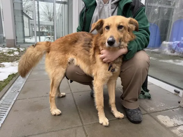 Pies do adopcji, Kraków, 4 grudnia 2024 (2/5)