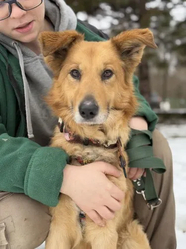 Pies do adopcji, Kraków, 4 grudnia 2024 (4/5)