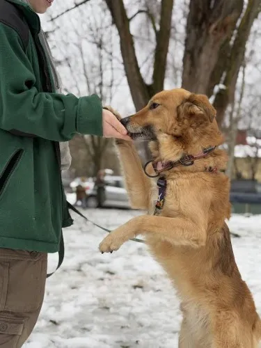 Pies do adopcji, Kraków, 4 grudnia 2024 (5/5)