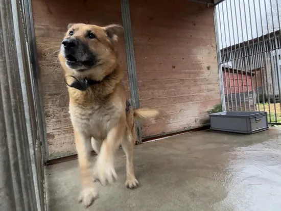 Pies do adopcji, Kraków, 6 grudnia 2024