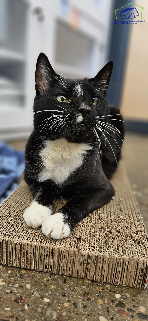 Znaleziono kota, Szczecin, 20 grudnia 2024 (2/4)