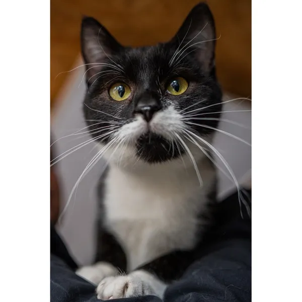 Znaleziono kota, Białystok, 21 grudnia 2024 (1/5)