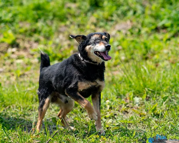 Znaleziono psa, Racławice, 13 grudnia 2024 (1/5)