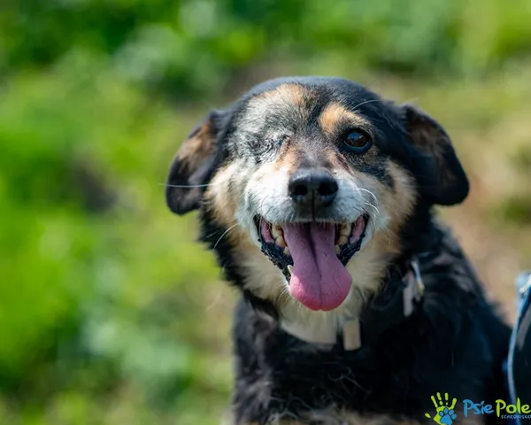 Znaleziono psa, Racławice, 13 grudnia 2024 (2/5)