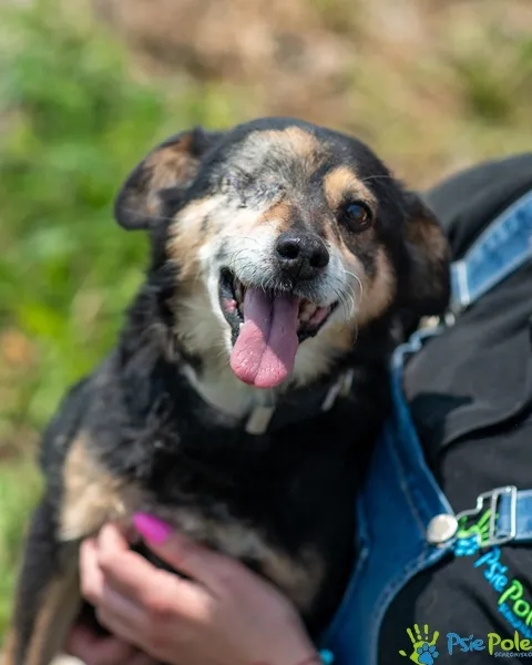 Znaleziono psa, Racławice, 13 grudnia 2024 (3/5)