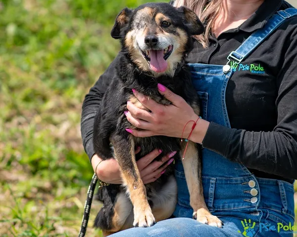 Znaleziono psa, Racławice, 13 grudnia 2024 (5/5)
