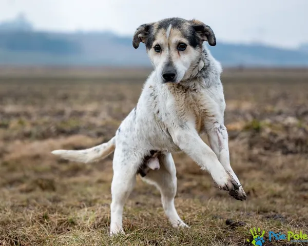 Znaleziono psa, Racławice, 12 grudnia 2024 (1/5)