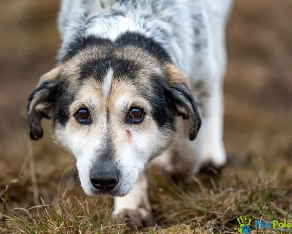Znaleziono psa, Racławice, 12 grudnia 2024 (4/5)