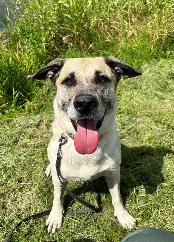 Pies do adopcji, Olsztyn, 30 sierpnia 2024 (1/2)