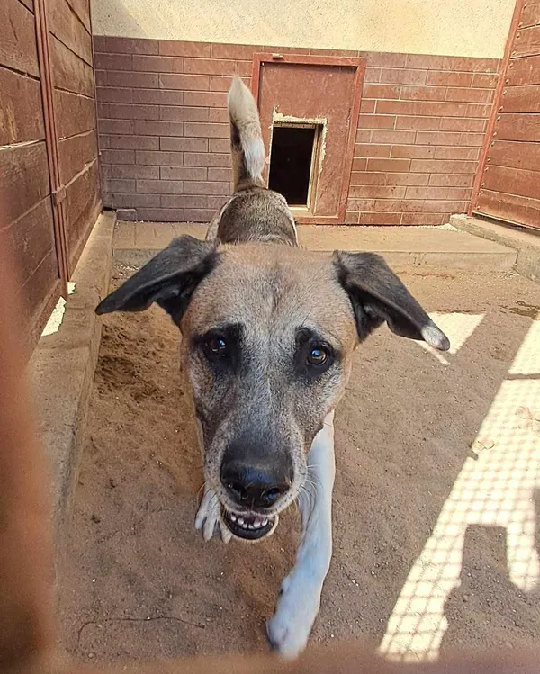 Pies do adopcji, Olsztyn, 30 sierpnia 2024 (2/2)