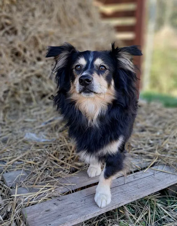 Pies do adopcji, Olsztyn, 11 lipca 2024 (1/2)