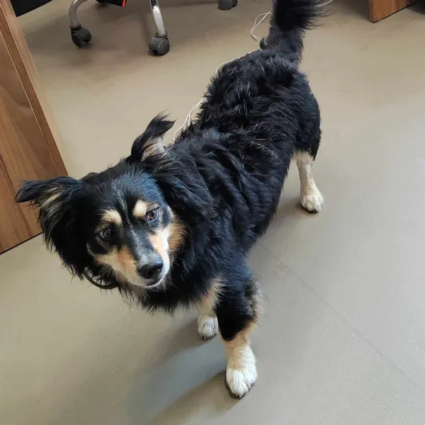 Pies do adopcji, Olsztyn, 11 lipca 2024 (2/2)