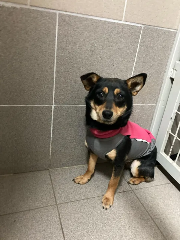 Pies do adopcji, Zgierz, 3 stycznia 2025 (1/5)