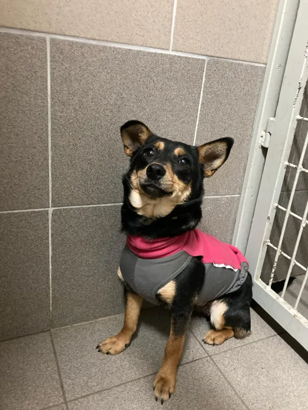 Pies do adopcji, Zgierz, 3 stycznia 2025 (2/5)