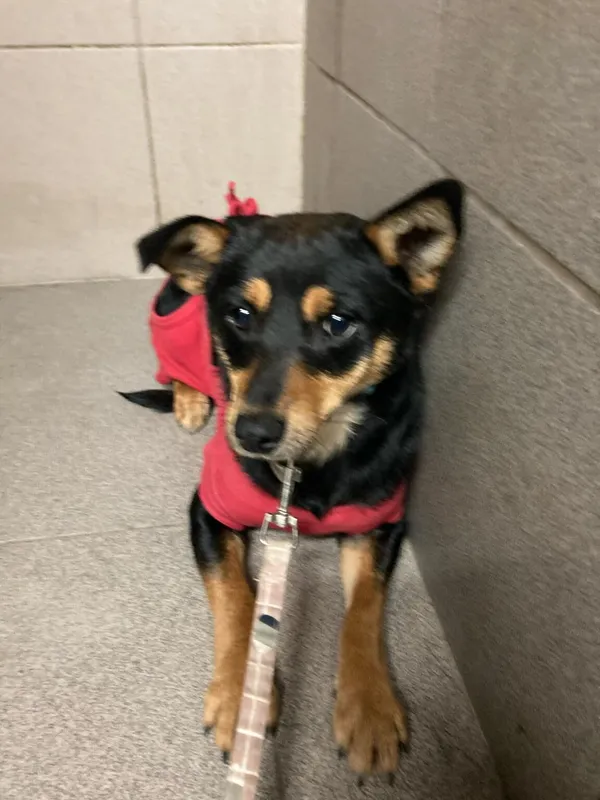 Pies do adopcji, Zgierz, 3 stycznia 2025 (3/5)