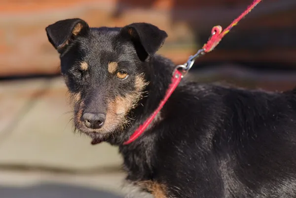 Pies do adopcji, Zgierz, 20 grudnia 2024 (1/5)